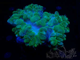WYSIWYG Plerogyra sinuosa 13 (Skeleton 6 cm/Open 9 cm)