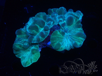 WYSIWYG Plerogyra 1 (Skeleton 5 cm/Open 8cm)