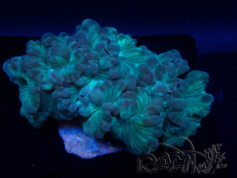 WYSIWYG Plerogyra 3 (Skeleton 7 cm/Open 12 cm)