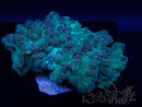 WYSIWYG Plerogyra 3 (Skeleton 7 cm/Open 12 cm)