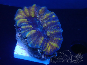 WYSIWYG Lobophyllia sp 20 (Skeleton 4 cm)