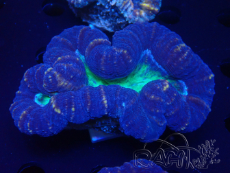 WYSIWYG Lobophyllia sp 22 (Skeleton 8 cm)