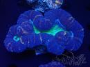 WYSIWYG Lobophyllia sp 22 (Skeleton 8 cm)