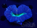 WYSIWYG Lobophyllia sp 24 (Skeleton 6 cm)