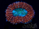 WYSIWYG Lobophyllia sp 25 (Skeleton 7 cm)