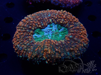 WYSIWYG Lobophyllia sp 27 (Skeleton 8 cm)