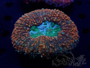 WYSIWYG Lobophyllia sp 27 (Skeleton 8 cm)