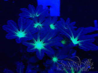 WYSIWYG Clavularia sp 20D1
