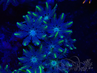 WYSIWYG Clavularia sp 20D2