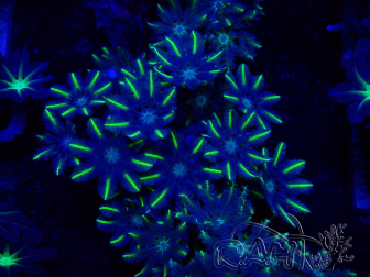 WYSIWYG Clavularia sp 20D3