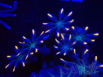 WYSIWYG Clavularia sp 20E1