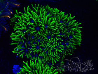Pachyclavularia viridis green fluorescent tips 3 cm S
