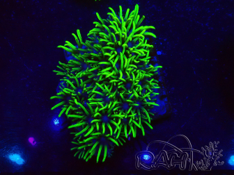 Pachyclavularia viridis punte verdi fluo 3 cm S