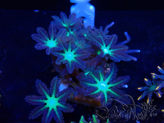 WYSIWYG Clavularia sp 20D1