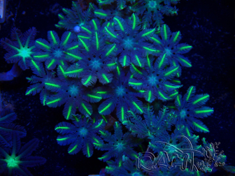 WYSIWYG Clavularia sp 20D3