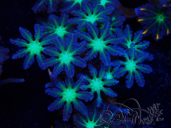 WYSIWYG Clavularia sp 20F2