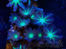 WYSIWYG Clavularia sp 20F3