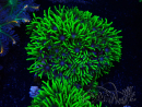 Pachyclavularia viridis pointes vertes fluo 3 cm S