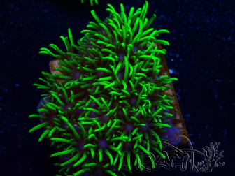 Pachyclavularia viridis punte verdi fluo 3 cm S