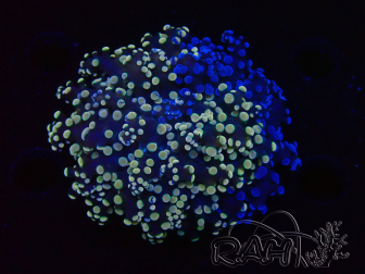 WYSIWYG Euphyllia paradivisa 23H1