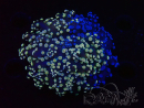 WYSIWYG Euphyllia paradivisa 23H1