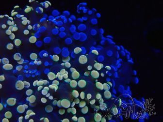 WYSIWYG Euphyllia paradivisa 23H1