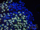 WYSIWYG Euphyllia paradivisa 23H1