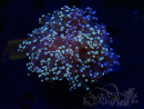 WYSIWYG Euphyllia paradivisa 23H1