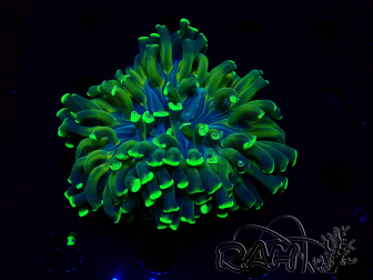 WYSIWYG Euphyllia ancora (Mariculture acclimaté sous LED) 18A3 (Skeleton 4.5 cm/Open 9 cm)