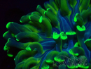 WYSIWYG Euphyllia ancora (Mariculture acclimaté sous LED) 18A3 (Skeleton 4.5 cm/Open 9 cm)