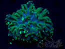 WYSIWYG Euphyllia ancora (Mariculture acclimaté sous LED) 18A3 (Skeleton 4.5 cm/Open 9 cm)