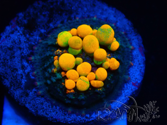 WYSIWYG WWC OG Bounce A1 (3.5 cm)