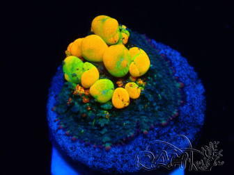 WYSIWYG WWC OG Bounce A3 (3.5 cm)