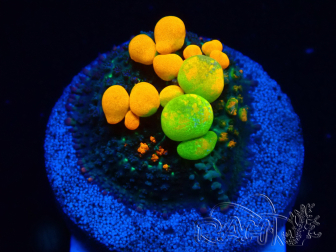 WYSIWYG WWC OG Bounce A4 (3.5 cm)