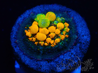WYSIWYG WWC OG Bounce B3 (3.5 cm)