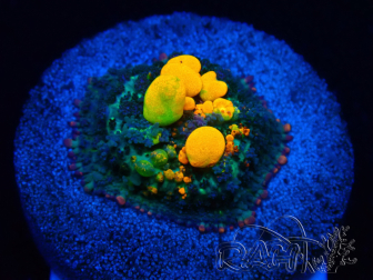 WYSIWYG WWC OG Bounce C3 (3.5 cm)