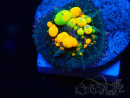 WYSIWYG WWC OG Bounce C4 (3.5 cm)