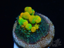 WYSIWYG WWC OG Bounce A3 (3.5 cm)
