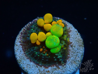 WYSIWYG WWC OG Bounce A4 (3.5 cm)