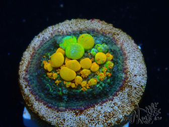 WYSIWYG WWC OG Bounce B3 (3.5 cm)