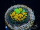WYSIWYG WWC OG Bounce 2 (3.5cm)