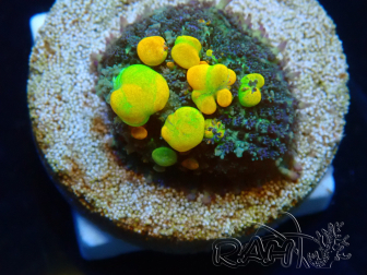 WYSIWYG WWC OG Bounce 2 (3.5cm)
