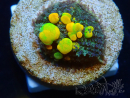WYSIWYG WWC OG Bounce C5 (3.5 cm)
