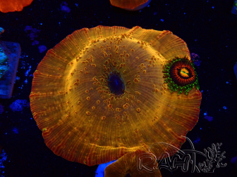 WYSIWYG - RAH Discosoma 24K Gold 13F2