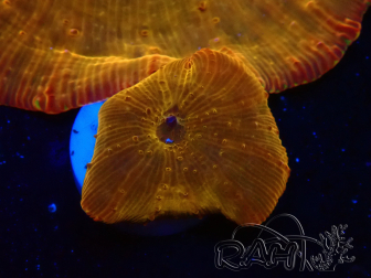 WYSIWYG - RAH Discosoma 24K Gold 13F3