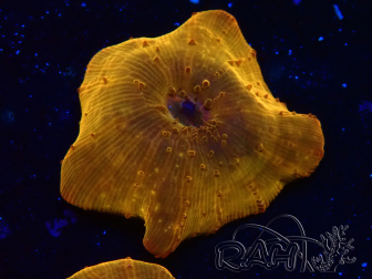 WYSIWYG - RAH Discosoma 24K Gold 13F4