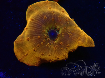 WYSIWYG - RAH Discosoma 24K Gold 13F5