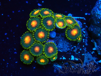 WYSIWYG - Zoanthus 14A2 Mariculture Indo Acclimaté sous led
