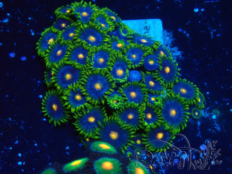 WYSIWYG - Zoanthus 14A3 Maricultura Indo aclimatada bajo LED
