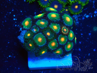 WYSIWYG - Zoanthus 14A4 Mariculture Indo Acclimaté sous led